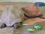 <img150*0:stuff/FP_PaigntonZoo_070.jpg>