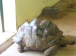 <img150*0:stuff/FP_PaigntonZoo_071.jpg>
