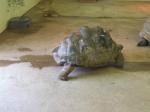 <img150*0:stuff/FP_PaigntonZoo_073.jpg>