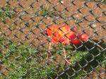 <img150*0:stuff/FP_PaigntonZoo_077.jpg>