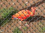 <img150*0:stuff/FP_PaigntonZoo_078.jpg>
