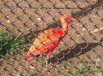 <img150*0:stuff/FP_PaigntonZoo_079.jpg>