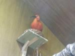<img150*0:stuff/FP_PaigntonZoo_081.jpg>