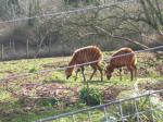 <img150*0:stuff/FP_PaigntonZoo_085.jpg>
