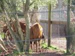 <img150*0:stuff/FP_PaigntonZoo_086.jpg>