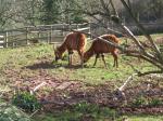 <img150*0:stuff/FP_PaigntonZoo_087.jpg>