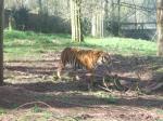 <img150*0:stuff/FP_PaigntonZoo_088.jpg>