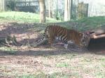 <img150*0:stuff/FP_PaigntonZoo_090.jpg>