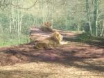 <img150*0:stuff/FP_PaigntonZoo_092.jpg>