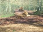 <img150*0:stuff/FP_PaigntonZoo_093.jpg>