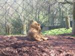 <img150*0:stuff/FP_PaigntonZoo_095.jpg>
