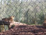 <img150*0:stuff/FP_PaigntonZoo_096.jpg>