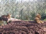 <img150*0:stuff/FP_PaigntonZoo_097.jpg>
