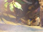 <img150*0:stuff/FP_PaigntonZoo_100.jpg>