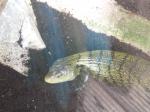 <img150*0:stuff/FP_PaigntonZoo_101.jpg>