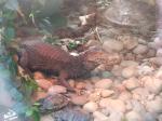 <img150*0:stuff/FP_PaigntonZoo_102.jpg>