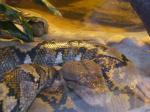<img150*0:stuff/FP_PaigntonZoo_104.jpg>