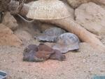 <img150*0:stuff/FP_PaigntonZoo_106.jpg>