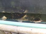 <img150*0:stuff/FP_PaigntonZoo_107.jpg>