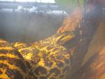 <img150*0:stuff/FP_PaigntonZoo_109.jpg>