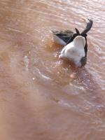 <img150*0:stuff/FP_PaigntonZoo_111.jpg>