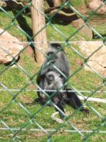<img150*0:stuff/FP_PaigntonZoo_112.jpg>