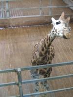 <img150*0:stuff/FP_PaigntonZoo_113.jpg>