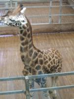 <img150*0:stuff/FP_PaigntonZoo_114.jpg>