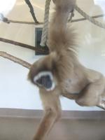 <img150*0:stuff/FP_PaigntonZoo_115.jpg>