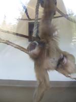 <img150*0:stuff/FP_PaigntonZoo_116.jpg>