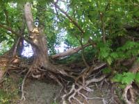 <img200*0:stuff/FP_downattheriver_008.jpg>