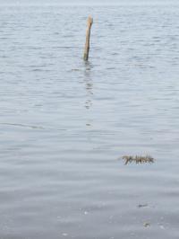 <img200*0:stuff/FP_downattheriver_031.jpg>