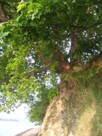 <img200*0:stuff/FP_downattheriver_045.jpg>