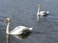 <img200*0:stuff/FP_downattheriver_075.jpg>