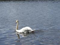 <img200*0:stuff/FP_downattheriver_076.jpg>