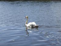 <img200*0:stuff/FP_downattheriver_077.jpg>