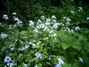<img300*0:stuff/Fairy_Congregation.jpg>