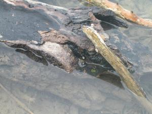 <img300*0:stuff/Fallen_Wood.jpg>