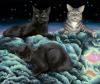 <img100*0:stuff/Final_cats_lowres.jpg>