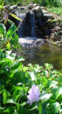 <img200*0:stuff/Fish_Pond_Waterfall_by_ChaosSun1976.jpg>