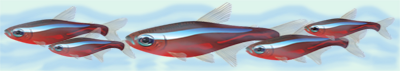 <img:stuff/Fish_div.png>
