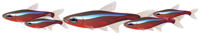 <img:stuff/Fish_div_trans.png>