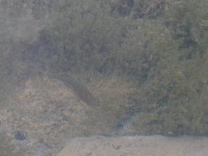 <img300*0:stuff/Fisheh%21%21%21.jpg>