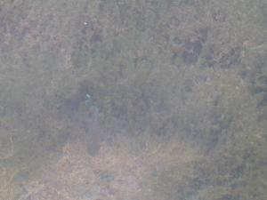 <img300*0:stuff/Fisheh%21.jpg>