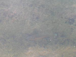 <img300*0:stuff/Fisheh_2%21.jpg>