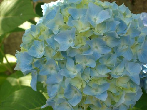 Flower_Pic_I_took_in_Portland