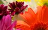 Flower_Power