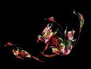 <img0*100:stuff/Flowerbasket.jpg>