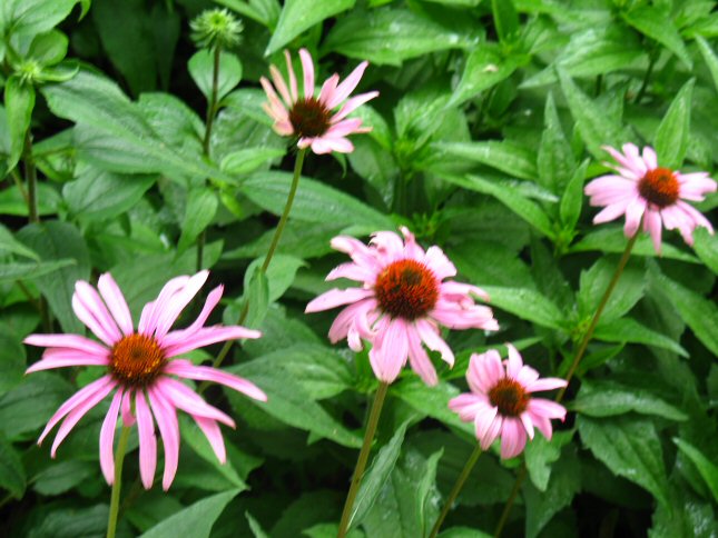 <img:stuff/Flowers.jpg>