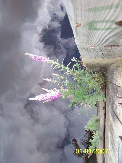 <img500*0:http://elftown.heddate.com/stuff/Flowers_and_Reflections.jpg>